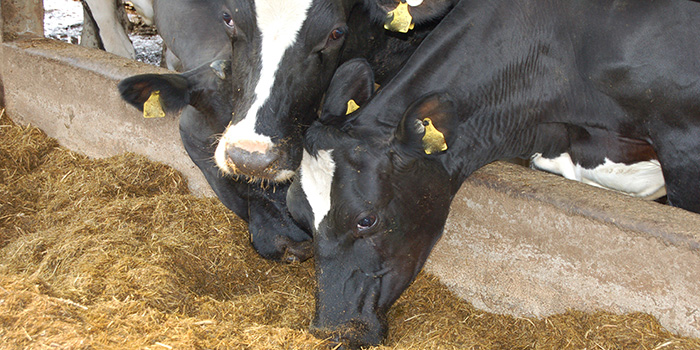 Dairy farmers urged to invest in fresh cows and avoid cost-cutting