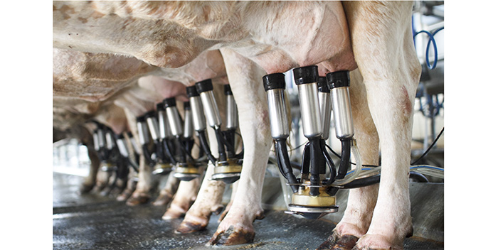 NOAH and the VMD issue joint statement on the use of flukicides in dairy cattle