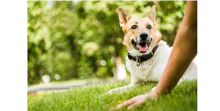 NOAH highlights the value that pets bring to our mental health