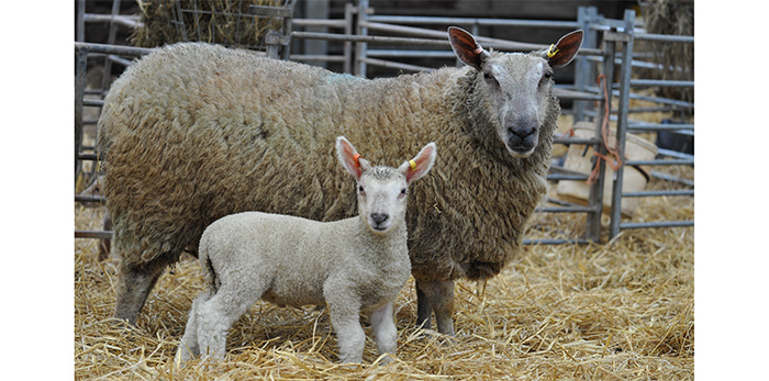 Lambs need cobalt for fast finish, not B-vitamin ‘go faster stripes’
