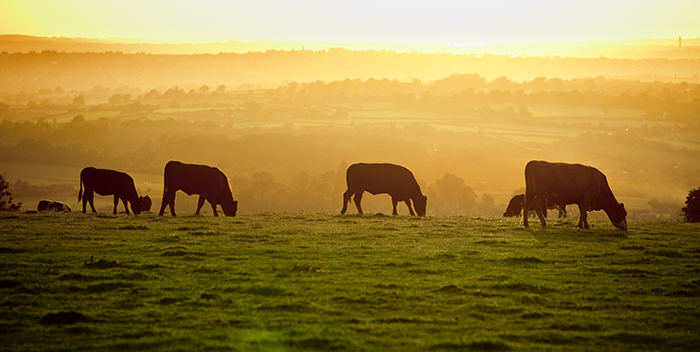 Government to set up Trade and Agriculture Commission