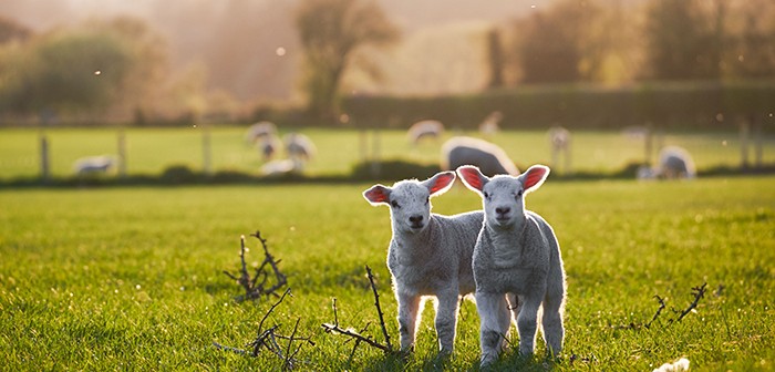 spring Lambs in countryside in the sunshine, brecon beacons nati