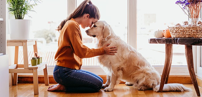 NOAH: Pandemic pet owners facing unprecedented challenges