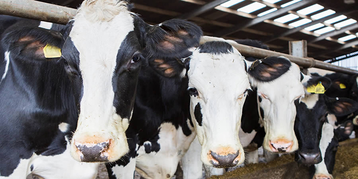 Tips to minimise risks of heat stress in dairy herds