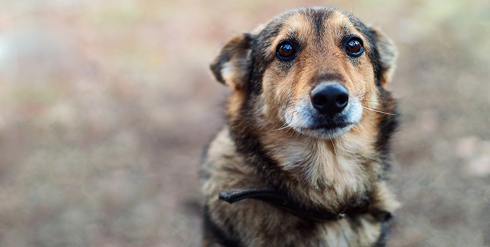 The RSPCA is braced for summer surge in abandonments