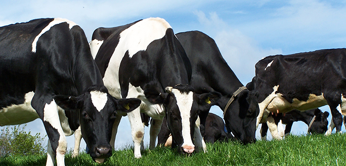 Balancing energy sources to maintain dairy herd health and fertility