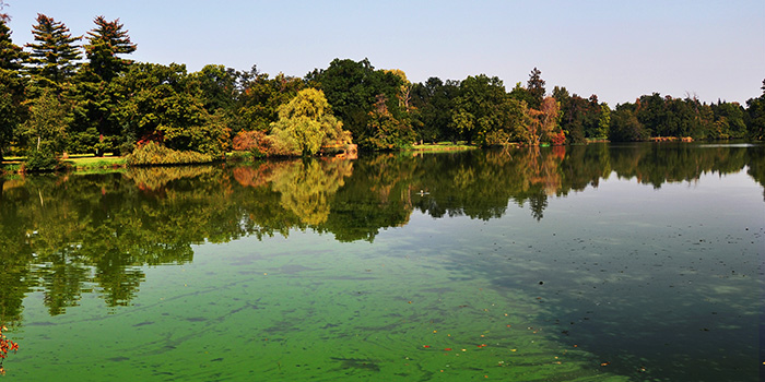 BVA issues warning for dog owners after surge in toxic blue green algae reports