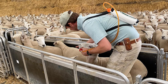 Isolate and treat ‘newcomers and incomers’ to protect the farm and its residents