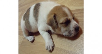 Preparing puppies for a return to normality Puppy asleep on the floor