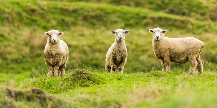 Drug resistant parasites cost European livestock industry millions each year