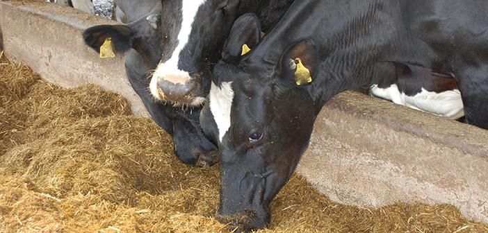 Sustainable feed source helps dairy sector adapt to consumer environmental demands