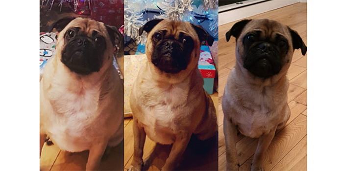 Pet clinic celebrates 15 years of helping animals shed the pounds