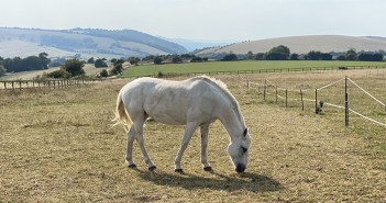 Horse on the South Downs Way