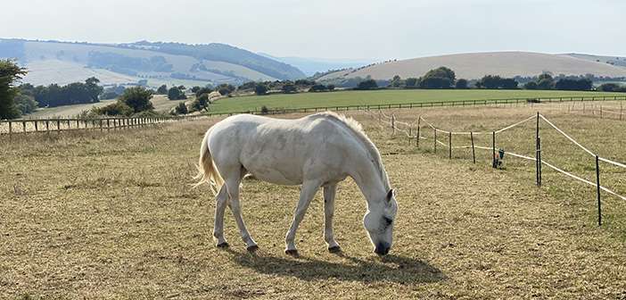 SQPs invited to join Zoetis equine worm control webinar