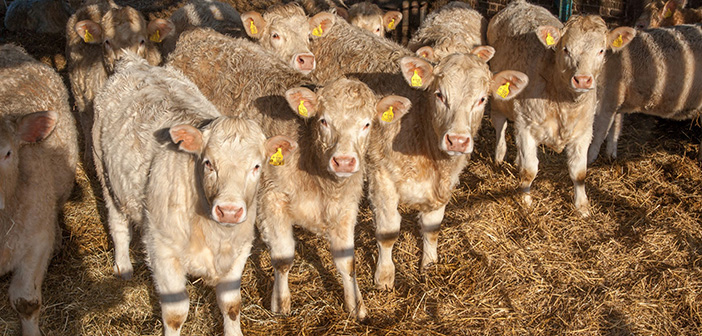 New research highlights cost of liver fluke in beef cattle