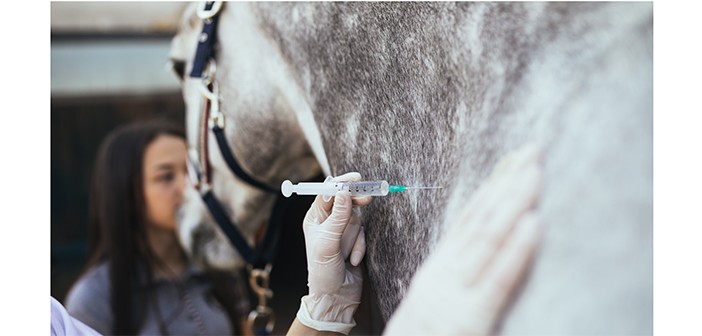 Horse injection