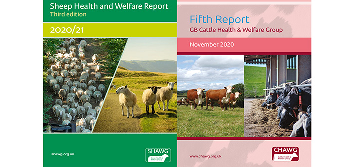 Industry releases updated reports on cattle and sheep health and welfare