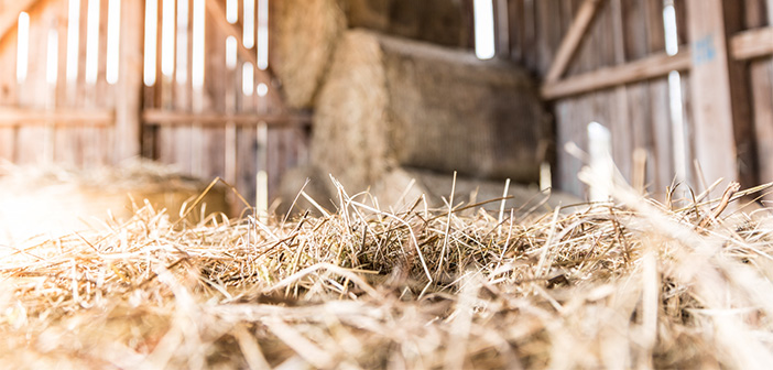 Farmers told to beware of rodents attacking precious straw stocks