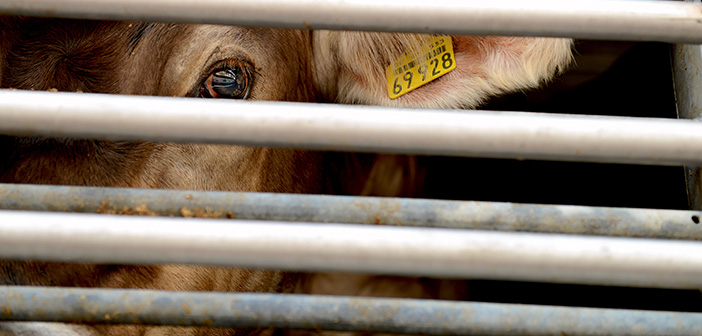 BVA welcomes Government consultation on the welfare of livestock at transport