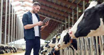 Red Tractor changes mean it’s time to act on BVD young man with tablet pc and cows on dairy farm
