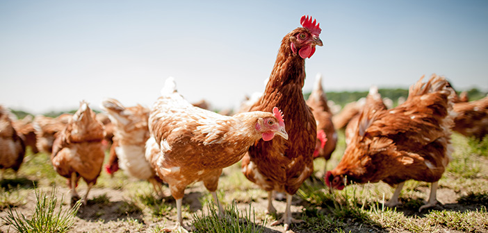Online discussion sessions to help educate new farm vets on poultry care
