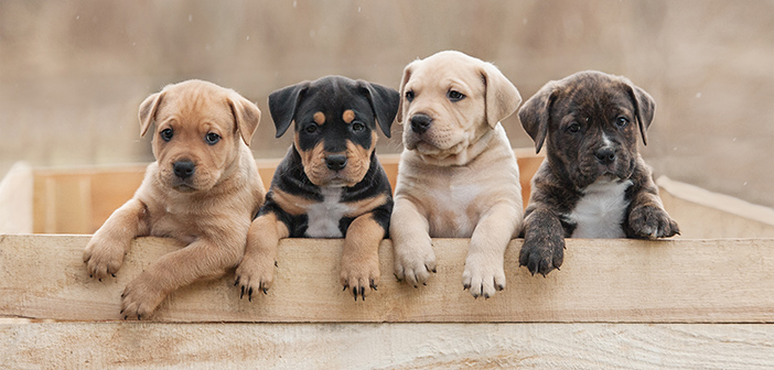 BVA voices concerns over BBC Three TV show