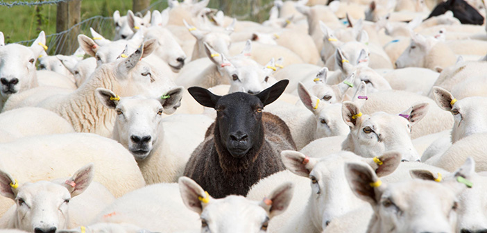 RH&W urges farmers to use existing data to drive flock performance