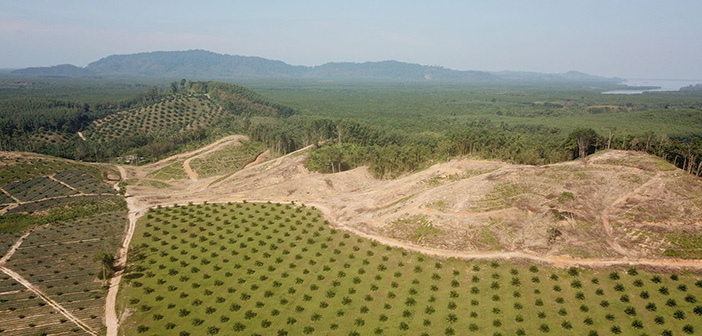 Alternatives to the feeding of palm fat derivatives