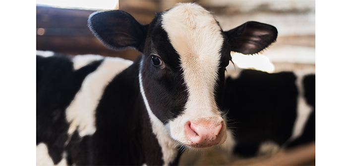 Calf Talk webinar series to provide solutions to farm challenges