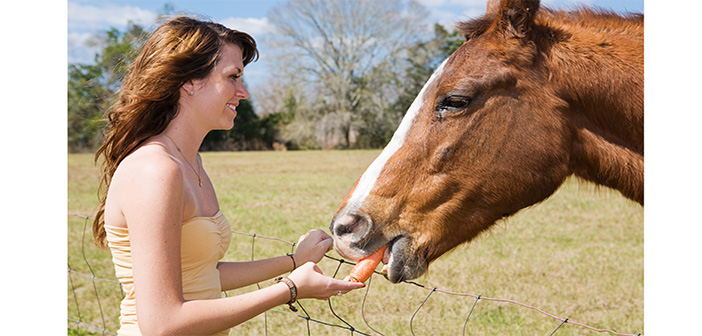 Members of the public urged to stop feeding horses