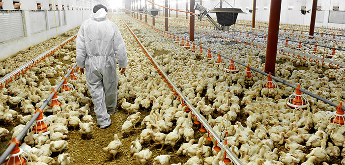 Chief Vet warns poultry keepers against complacency or risk losing flocks to bird flu