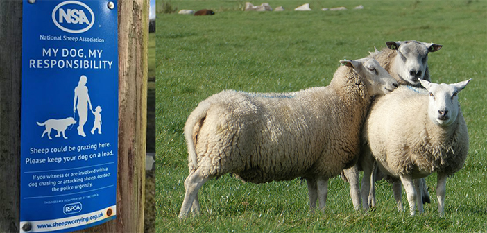 NSA and RSPCA unite to raise awareness of sheep worrying by dogs