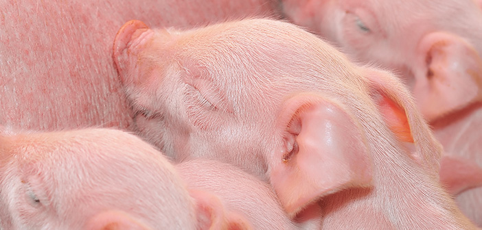 Improving piglet survival through maternal nutrition