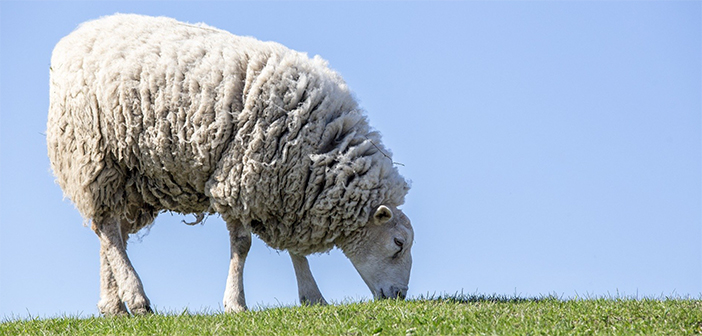 Fluke warning for cattle and sheep farmers as range of treatment options reduce