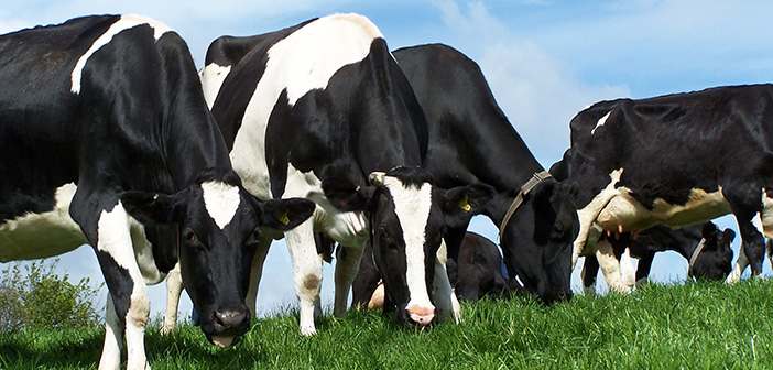 Think value not price when planning for spring turnout