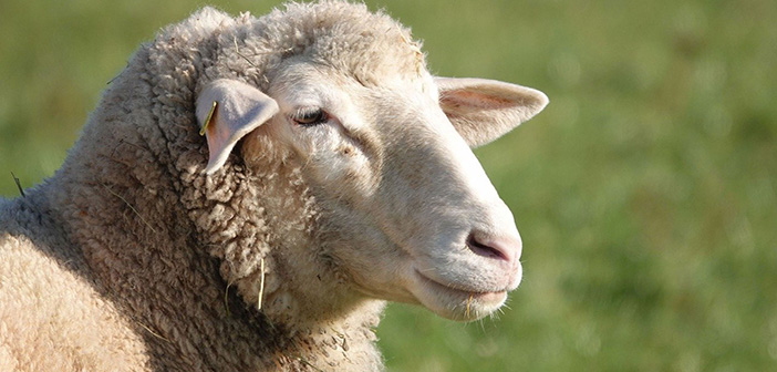 Ruminant Health & Welfare identifies priority areas