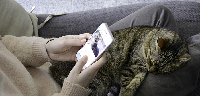 Cats Protection celebrates first anniversary of lockdown adoptions