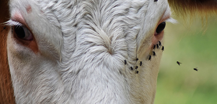 Treat stock for flies now to prevent rapid population explosion as weather heats up