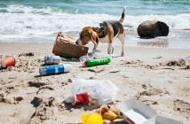 Plastic waste on the beach.A dog is looking for food in a garbag