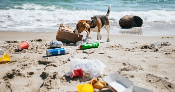 Don’t let animals pay the price for outdoor socialising, warns BVA Plastic waste on the beach.A dog is looking for food in a garbag
