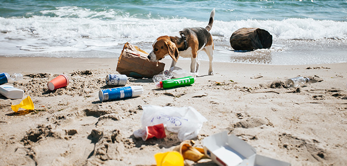 Don’t let animals pay the price for outdoor socialising, warns BVA