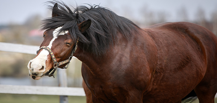 BEVA addresses difficult conversations about equine obesity