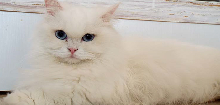 BVA responds to research documenting two cases of cats contracting Sars-CoV-2 in the UK