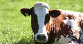 Effective parasite control crucial for a successful grazing season Cow lying down on grass
