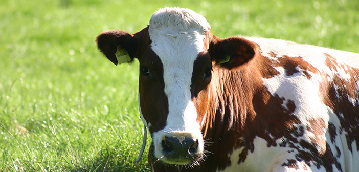 Effective parasite control crucial for a successful grazing season