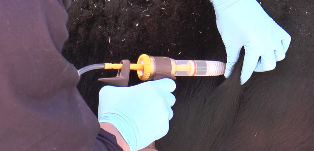 SQPs urged to help cattle farmers change their approach to parasite control