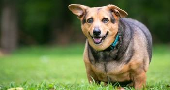 PDSA partners with Royal Canin to tackle growing pet obesity epidemic A severely overweight Welsh Corgi mixed breed dog with floppy ea