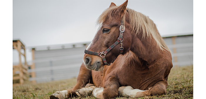 Spillers urges owners of older horses and ponies to take survey