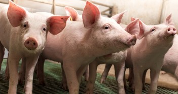 Elanco offers free piglet E. coli testing Piglets walking in barn