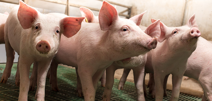 Elanco offers free piglet E. coli testing